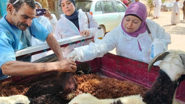  قافلة بيطرية