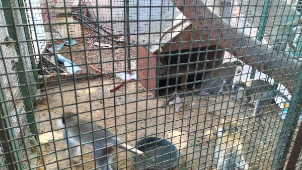 نسانيس داخل إحدى المزارع بالشرقية