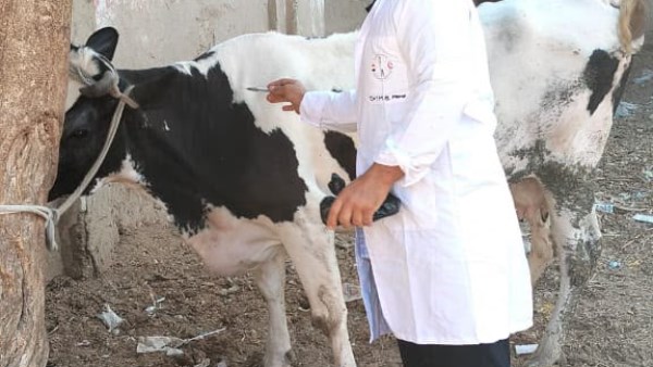  رؤوس الماشية 