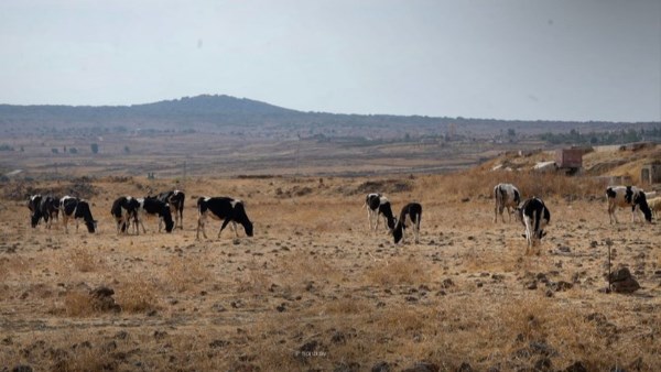  تربية الماشية