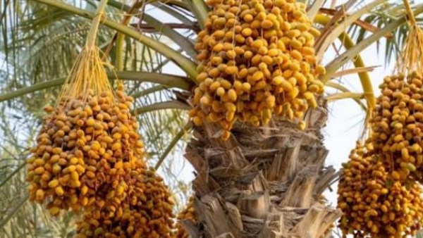التمور المصرية 