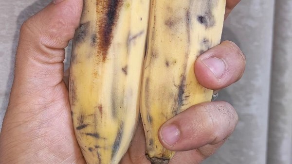 الموز 