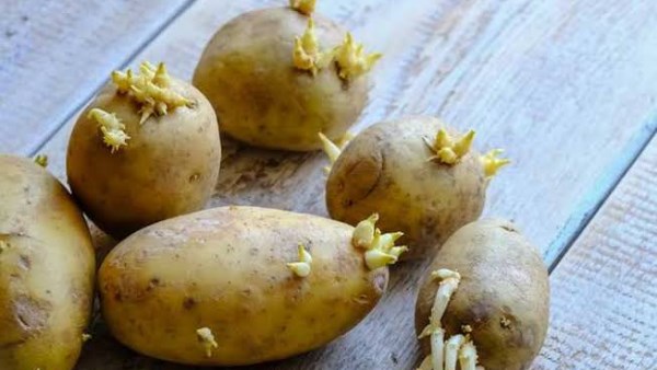  اضرار البطاطس المنبتة.. سموم طبيعية ومشكلات خطيرة بالجهاز الهضمي