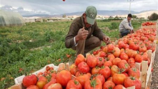 “الزراعة”: لجان لفحص المنتجات الزراعية بالمزارع والأسواق للتأكد من سلامتها