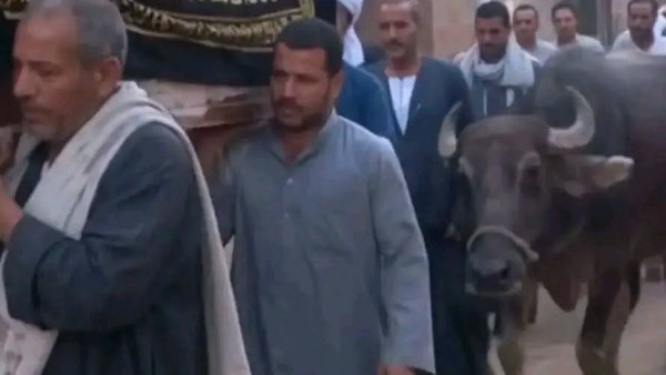 جاموسة تودع صاحبها بالدموع