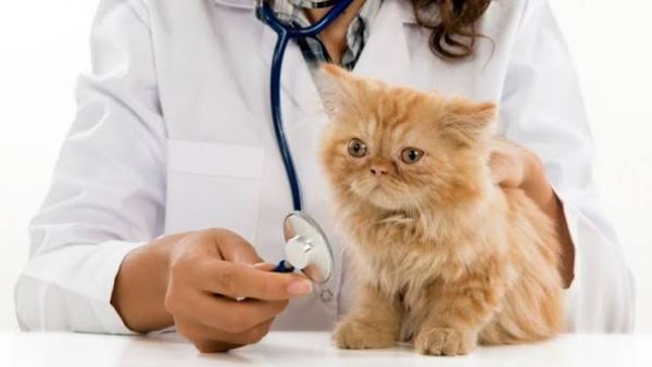 الطب البيطري