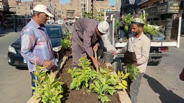 زراعة النباتات والأشجار لتحسين المظهر الحضاري في الجيزة