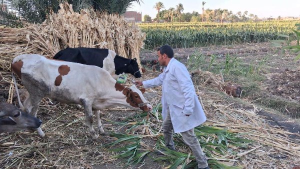 حملات التحصين 