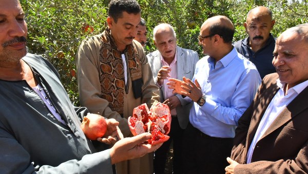 محافظ أسيوط يتفقد حصاد "الذهب الأحمر" بقرية بويط.. ويؤكد: مصنع مركزات الرمان وساحات الانتظار يعززان القيمة المضافة وفرص التصدير