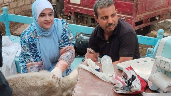 تسليم 127 رأسًا من الأغنام والماعز العشار والتسمين إلى 60 أسرة بقرية بني مر