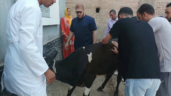 أسيوط: فحص وعلاج 1643 حالة من الماشية خلال قافلة بيطرية بقرية الزاوية