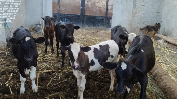 مديرية الطب البيطري بأسيوط تتصدر الجمهورية في التلقيح الاصطناعي