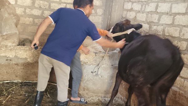 تحصين 27 ألفًا و382 رأس ماشية ضد الجلد العقدي وطاعون المجترات الصغيرة بأسيوط 