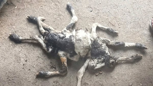خروف بـ8 أرجل ورأسين