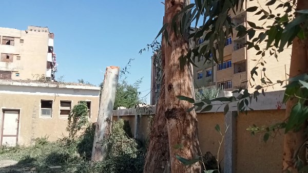 محافظ سوهاج يحيل مسئولي مدرستين بساقلتة للتحقيق بسبب التقليم الجائر لأشجار معمرة