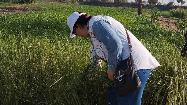 «احموا الغيط قبل فوات الأوان».. زراعة الأقصر تطلق حملة موسعة لمكافحة فئران الحقول