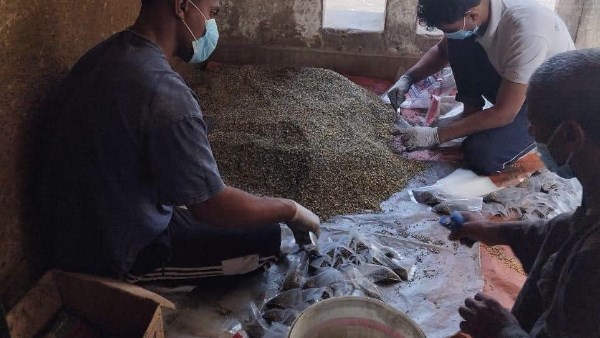 زراعة الأقصر تواصل مكافحة فئران الغيط بعد حصاد المحاصيل الصيفية