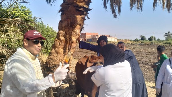 بيطري الأقصر يقدم خدمات الكشف والعلاج مجانًا لـ806 من رؤوس الماشية و211 طائرًا خلال قافلة بيطرية بقرية العديسات بالطود