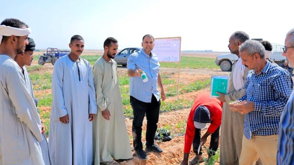 زراعة الأقصر تطلق أول مدرسة حقلية لمكافحة حافرة الطماطم بإسنا