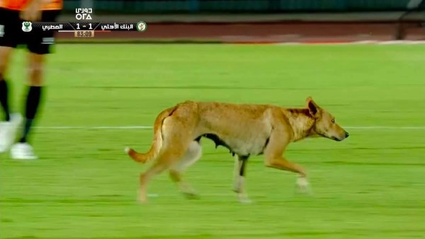 مباراة المصري والبنك