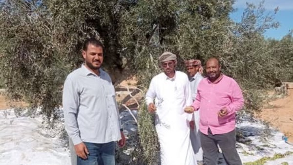 خلال تفقد مزارع الزيتون