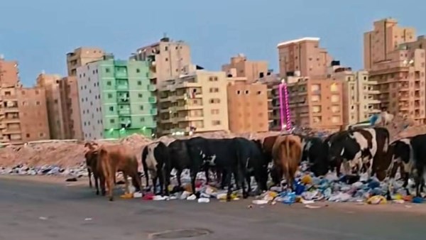 الأبقار بشوارع مطروح