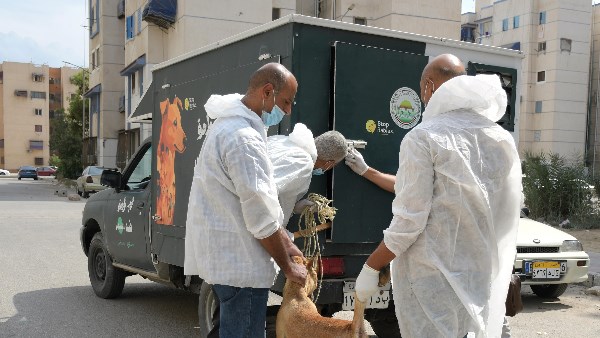 محافظ بورسعيد يشدد على تكثيف الحملات الميدانية والتعامل الفوري مع تجمعات الكلاب الضالة حفاظًا على سلامة المواطنين
