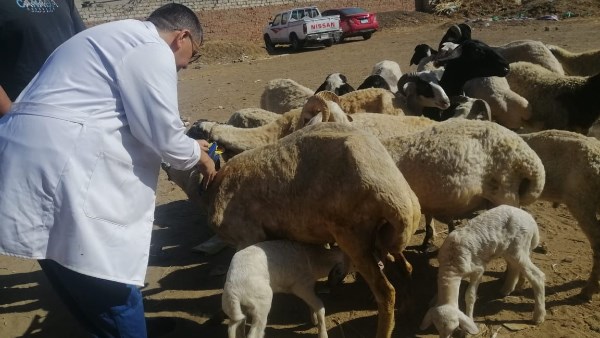 قوافل بيطرية بالغربية 