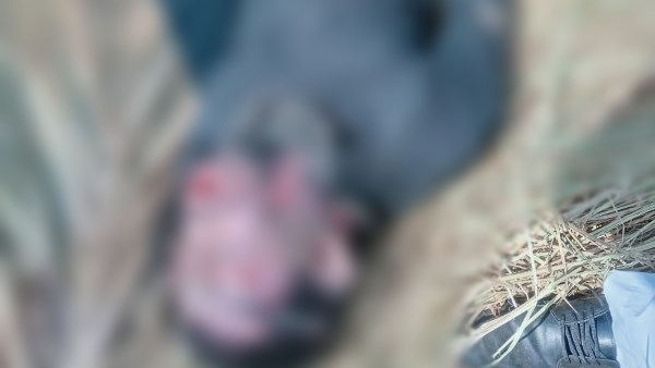 جثة شاب مهتز نفسيا بالمحلة 