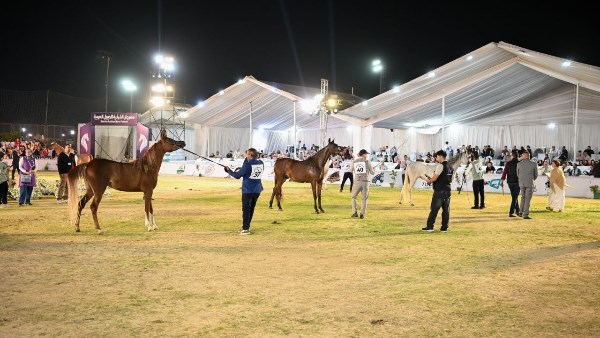 مهرجان الشرقية للخيول العربية الأصيلة 