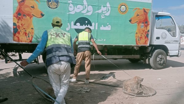 خط ساخن وأماكن للإيواء وتحصين.. إجراءات سوهاج والدقهلية لمواجهة حوادث عقر الكلاب الضالة للمواطنين