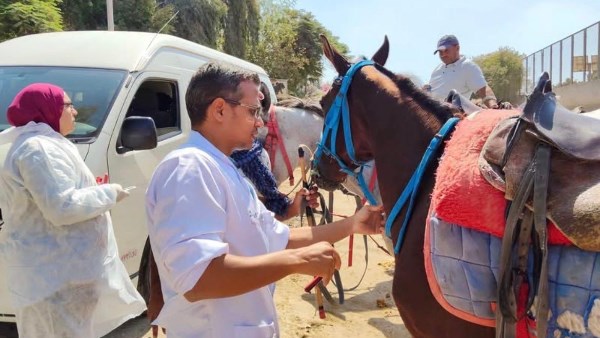 الفروسية