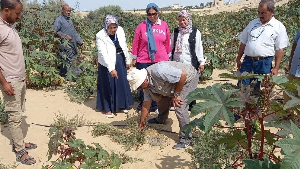 بحوث الصحراء 