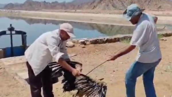 طائر اللقلق الذي تم إنقاذ 