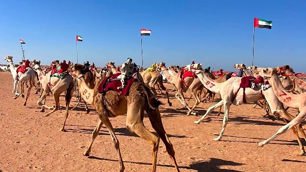 سباقات الهجن بجنوب سيناء 