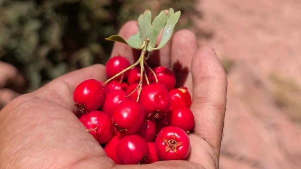 ثمار الزعرور 