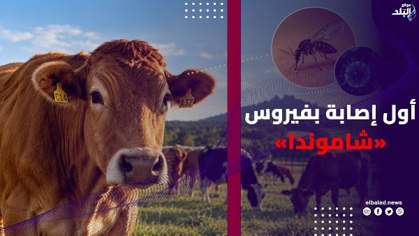 فيروس شاموندا