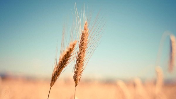 القمح الأمريكي يواصل التراجع مع انفراجة أزمة إمدادات البحر الأسود وعودة المعروض للأسواق