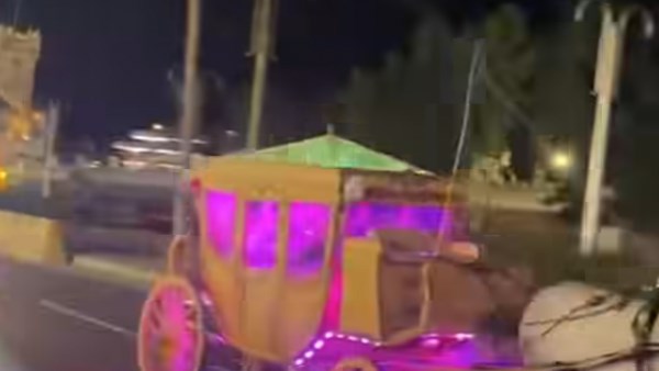 صور الحصان