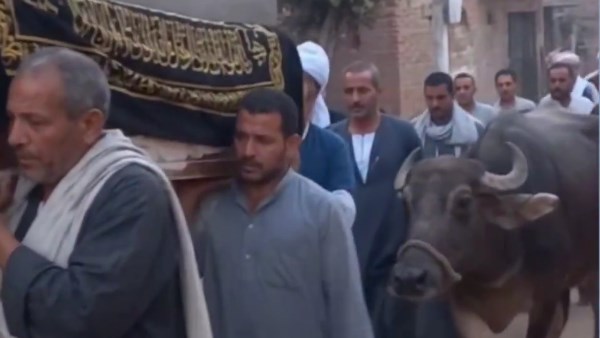 جاموسة تودع صاحبها بالدموع وترفض الابتعاد عن نعشه بعد عشر سنوات من العِشرة والوفاء وترافقة حتي مثواه الأخير