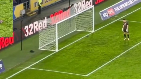 سنجاب يقتحم مباراة هال سيتي و«بريستول»