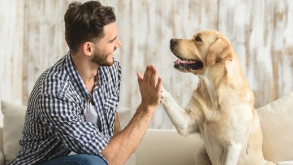 هل وجود الكلب داخل المنزل للحراسة يمنع دخول الملائكة