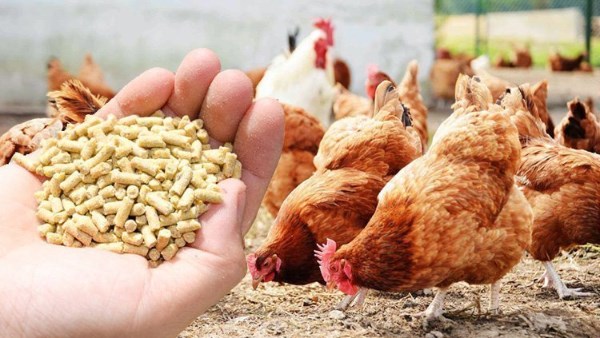 ما حكم استخدام علف الدواجن المحتوي على مخلفات الخنزير؟.. الإفتاء تجيب