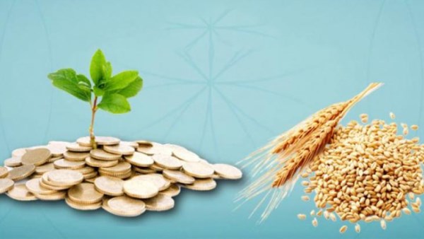 ما الفرق بين الفدية وزكاة الفطر والحد الأدنى لهما؟.. الإفتاء توضح