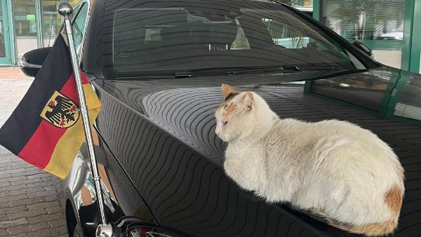 السفير الألماني بالقاهرة.. "بعد اذن القطة عندي ميعاد مهم"