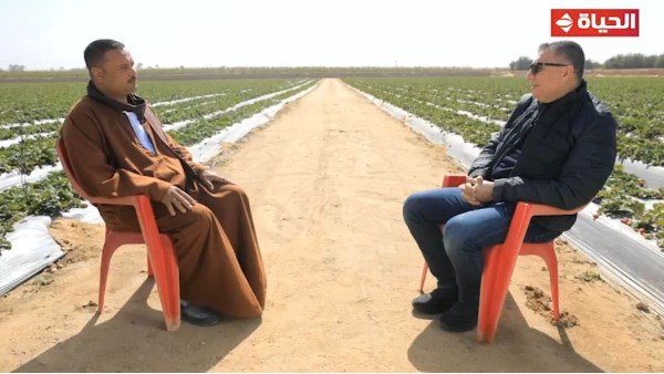 عمرو الليثي