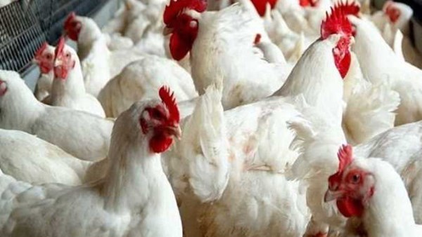 الدواجن البيضاء