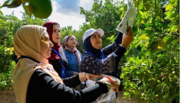 المحاصيل الزراعية