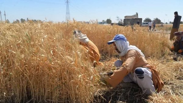 محصول القمح 