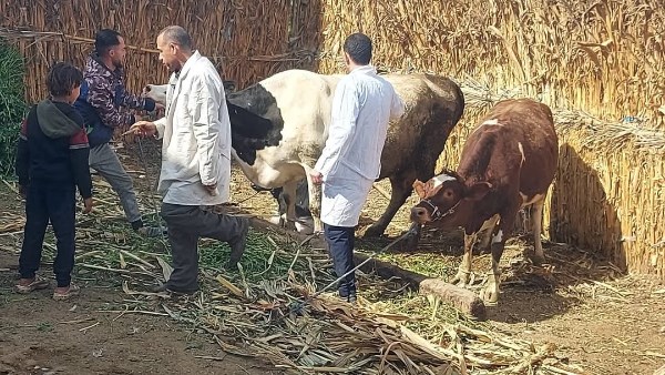 تحصين 86 ألف رأس ماشية ضد الحمى القلاعية والأمراض الوبائية بالمنيا